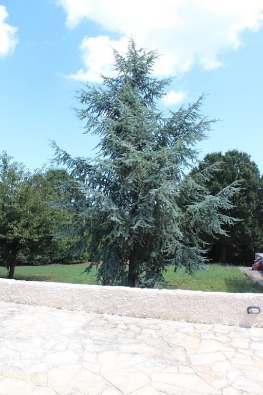 Villa Apollonia B&B Monopoli Eksteriør billede