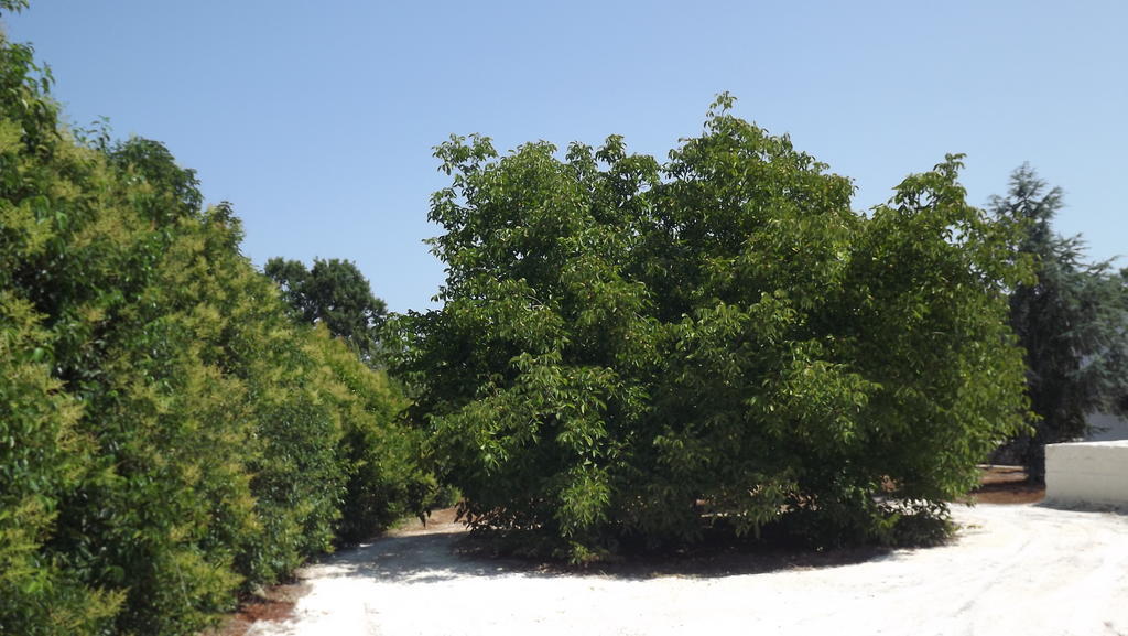Villa Apollonia B&B Monopoli Eksteriør billede